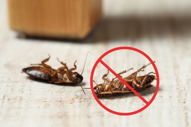Cockroach Sightings