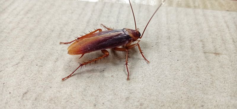 Health Risks Associated With Cockroaches Indoors