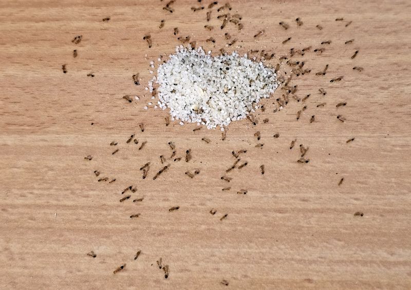 Seasonal Ant Activity And When To Schedule Pest Control Service