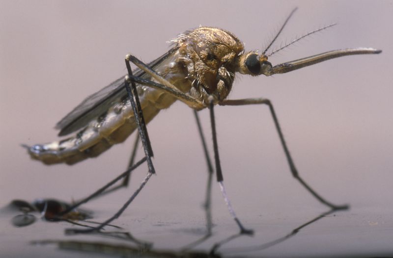Signs You Need Fly Or Mosquito Control Services
