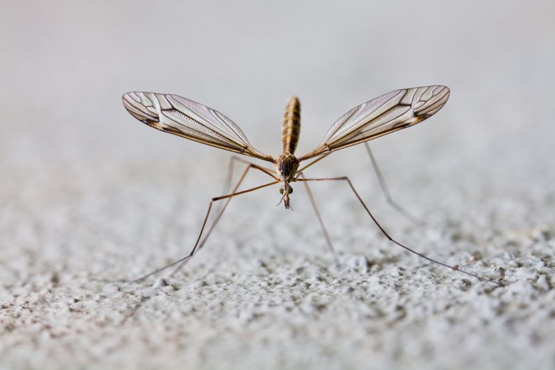 Signs Your Property Needs Professional Mosquito Or Fly Treatment